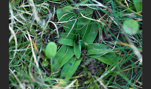 Kleines Knabenkraut (Orchis morio)