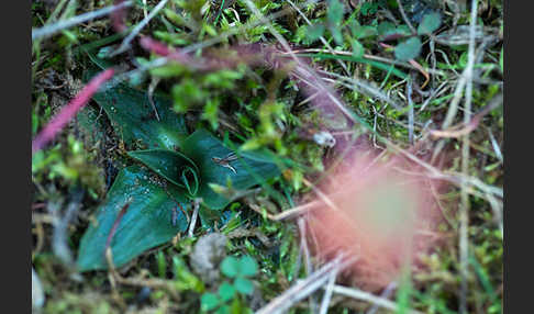 Herbst-Drehwurz (Spiranthes spiralis)