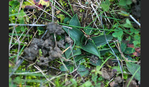 Herbst-Drehwurz (Spiranthes spiralis)