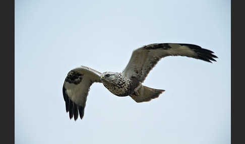 Rauhfußbussard (Buteo lagopus)