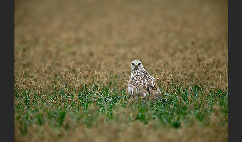 Rauhfußbussard (Buteo lagopus)