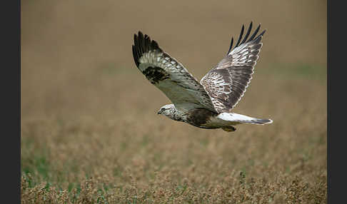 Rauhfußbussard (Buteo lagopus)