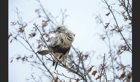 Rauhfußbussard (Buteo lagopus)