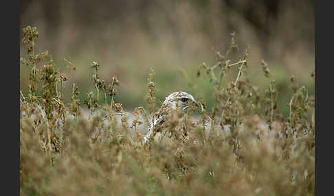 Rauhfußbussard (Buteo lagopus)