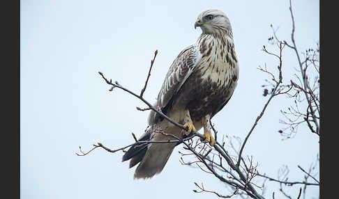 Rauhfußbussard (Buteo lagopus)