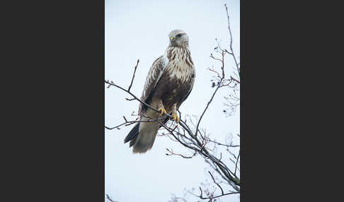 Rauhfußbussard (Buteo lagopus)