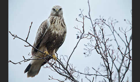 Rauhfußbussard (Buteo lagopus)