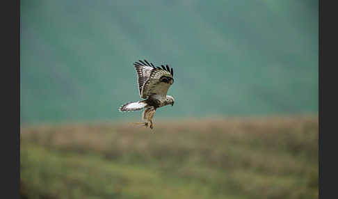 Rauhfußbussard (Buteo lagopus)