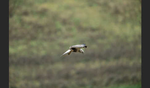 Rauhfußbussard (Buteo lagopus)