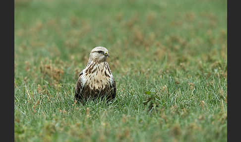 Rauhfußbussard (Buteo lagopus)