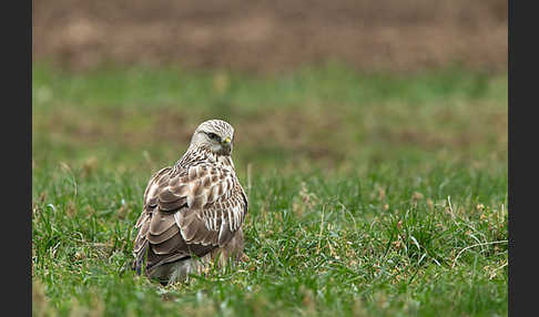 Rauhfußbussard (Buteo lagopus)