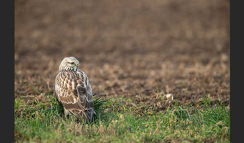 Rauhfußbussard (Buteo lagopus)