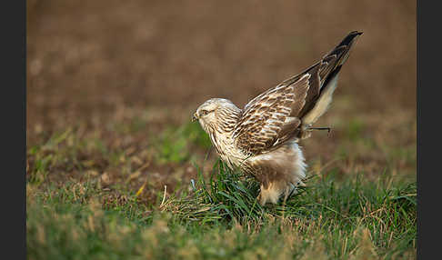 Rauhfußbussard (Buteo lagopus)