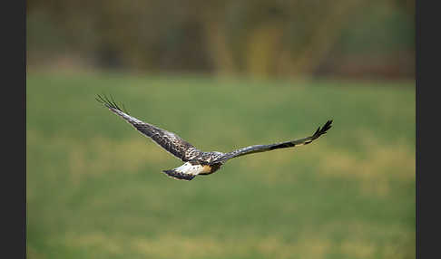 Rauhfußbussard (Buteo lagopus)