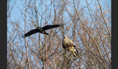 Rauhfußbussard (Buteo lagopus)