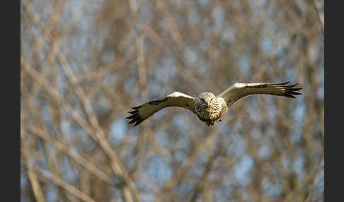 Rauhfußbussard (Buteo lagopus)