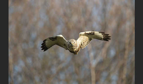 Rauhfußbussard (Buteo lagopus)