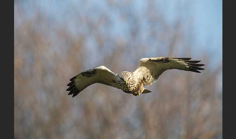 Rauhfußbussard (Buteo lagopus)