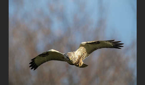 Rauhfußbussard (Buteo lagopus)