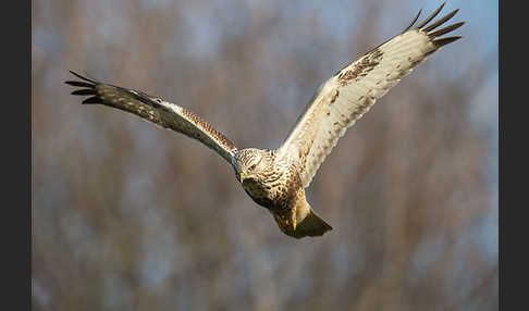 Rauhfußbussard (Buteo lagopus)