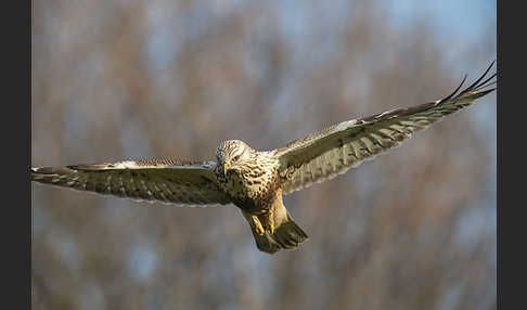 Rauhfußbussard (Buteo lagopus)