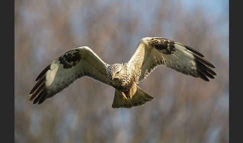 Rauhfußbussard (Buteo lagopus)