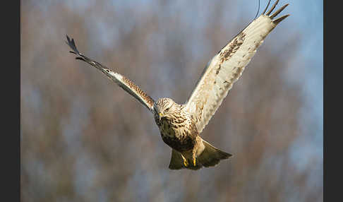 Rauhfußbussard (Buteo lagopus)