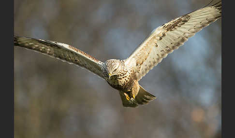 Rauhfußbussard (Buteo lagopus)