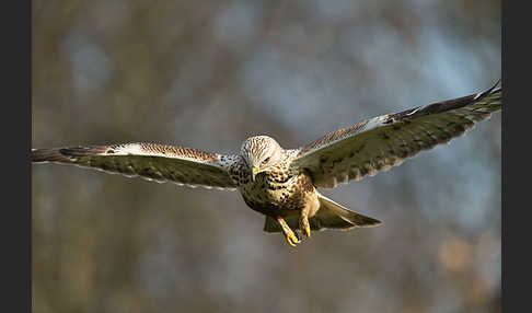 Rauhfußbussard (Buteo lagopus)