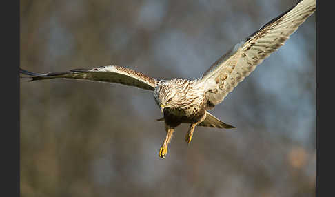 Rauhfußbussard (Buteo lagopus)