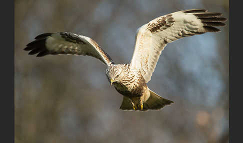 Rauhfußbussard (Buteo lagopus)