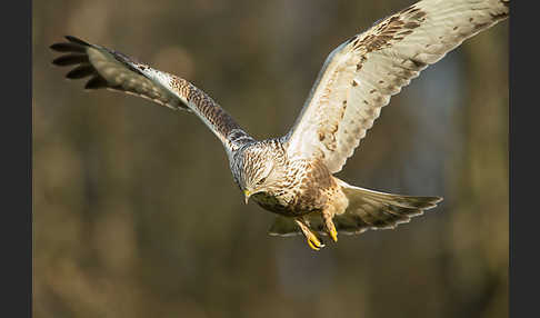 Rauhfußbussard (Buteo lagopus)