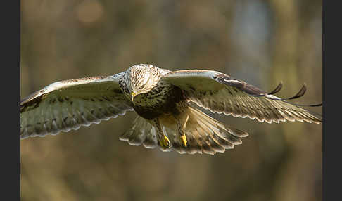 Rauhfußbussard (Buteo lagopus)