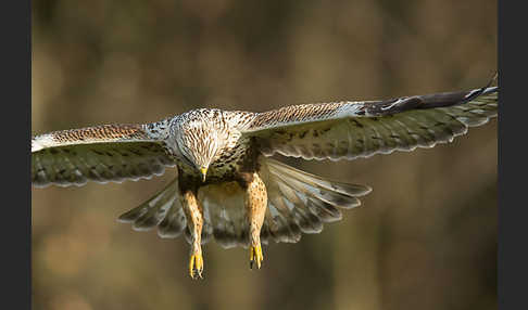 Rauhfußbussard (Buteo lagopus)