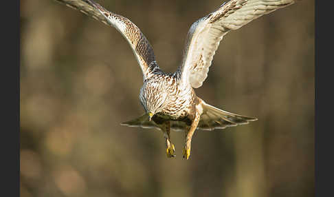 Rauhfußbussard (Buteo lagopus)