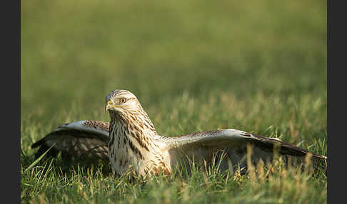 Rauhfußbussard (Buteo lagopus)