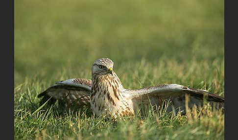 Rauhfußbussard (Buteo lagopus)