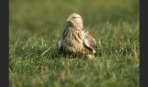 Rauhfußbussard (Buteo lagopus)