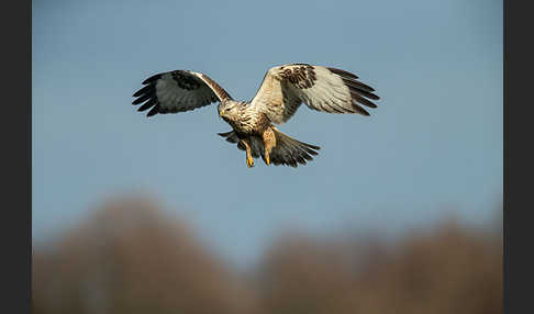 Rauhfußbussard (Buteo lagopus)