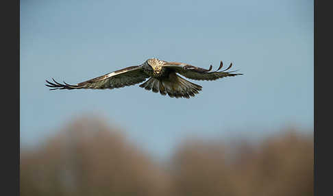 Rauhfußbussard (Buteo lagopus)