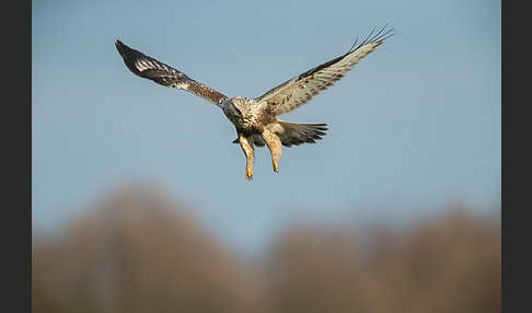 Rauhfußbussard (Buteo lagopus)