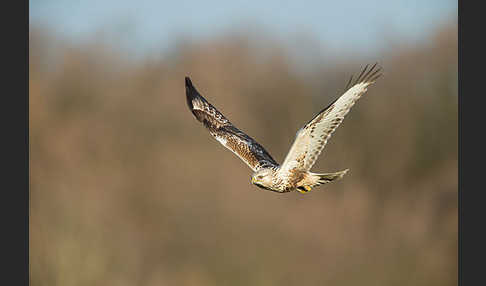 Rauhfußbussard (Buteo lagopus)