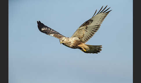 Rauhfußbussard (Buteo lagopus)