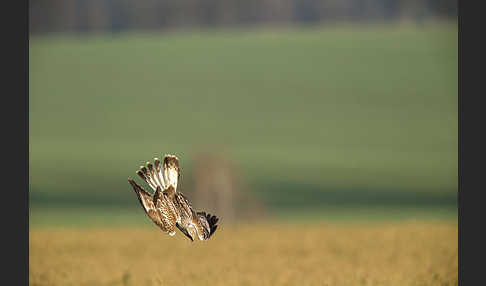 Rauhfußbussard (Buteo lagopus)