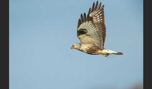 Rauhfußbussard (Buteo lagopus)