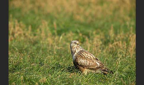 Rauhfußbussard (Buteo lagopus)