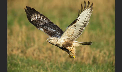 Rauhfußbussard (Buteo lagopus)