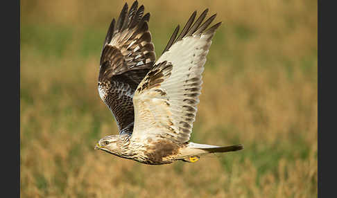 Rauhfußbussard (Buteo lagopus)