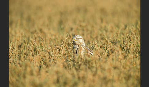 Rauhfußbussard (Buteo lagopus)