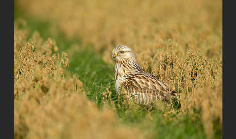 Rauhfußbussard (Buteo lagopus)